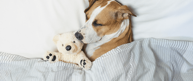 chien endormi avec peluche
